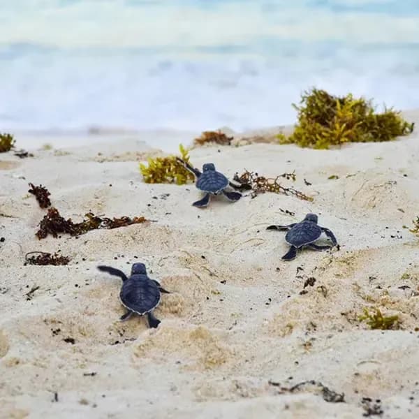 Turtle Season in Playa del Carmen: The Sacred Return to Life