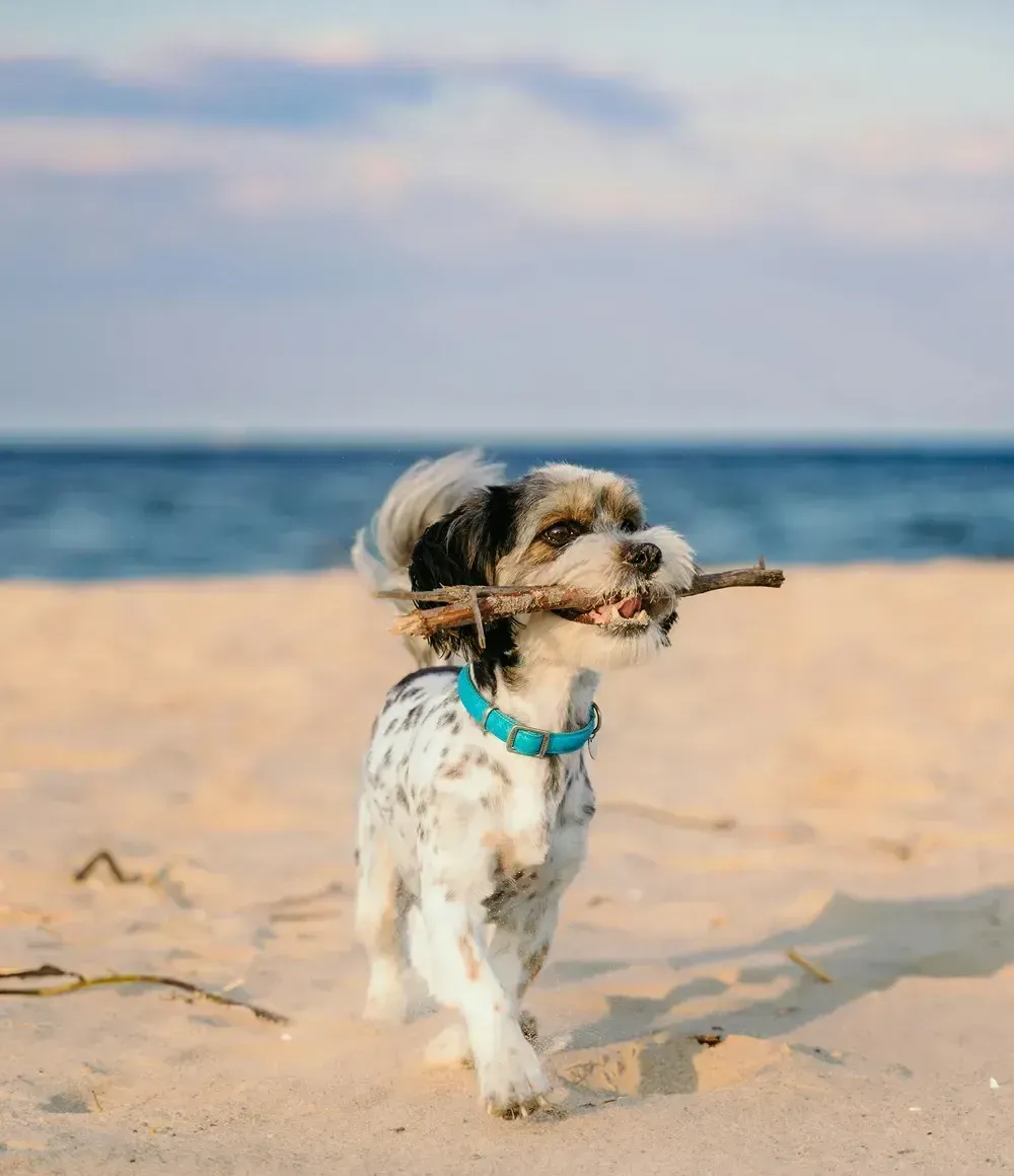 Custodios de la Tierra: La Magia de Mahekal Beach Resort y su Legado de Conservación
