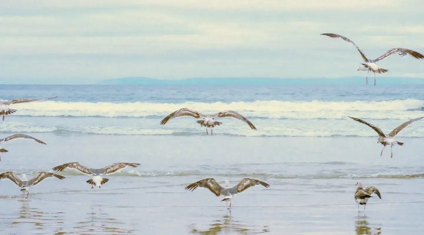 CUSTODIANS OF THE EARTH: THE MAGIC OF MAHEKAL BEACH RESORT AND ITS LEGACY OF CONSERVATION