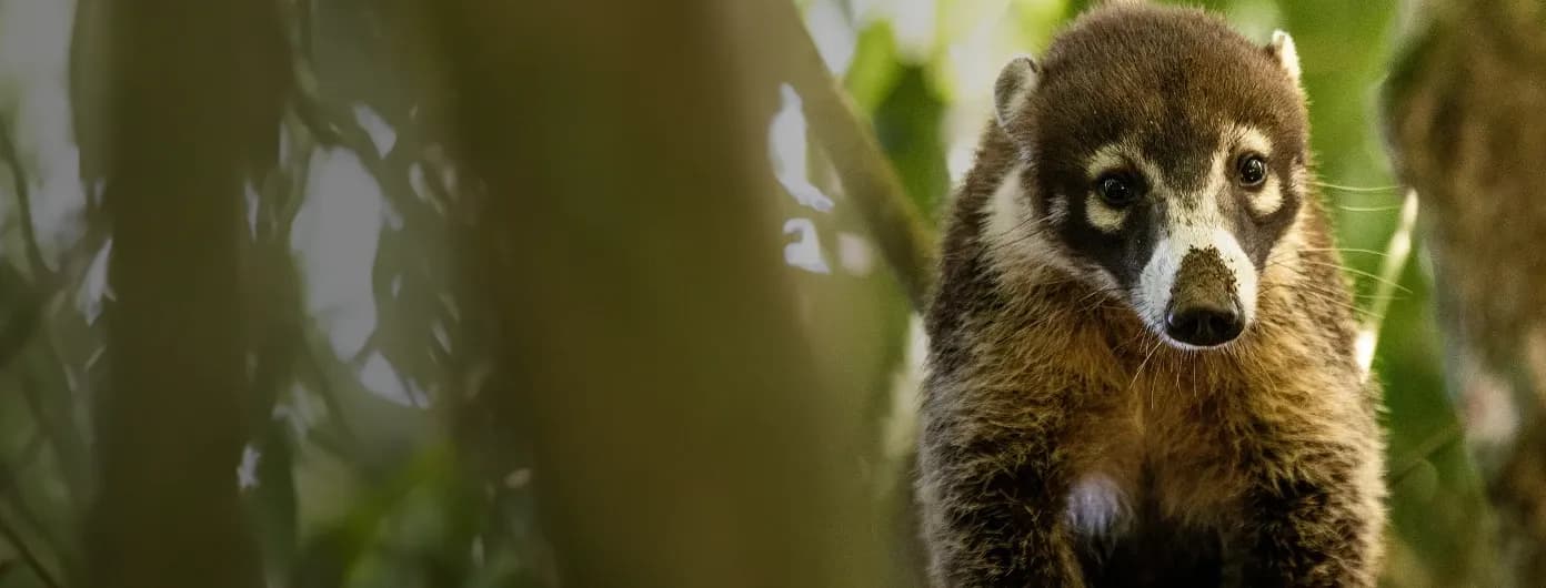 A portal to the intangible